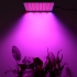 UV šviesos panelė hidroponikai ir augalų auginimui vazonuose