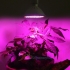 Pilno spektro 24W lempa augalams auginti